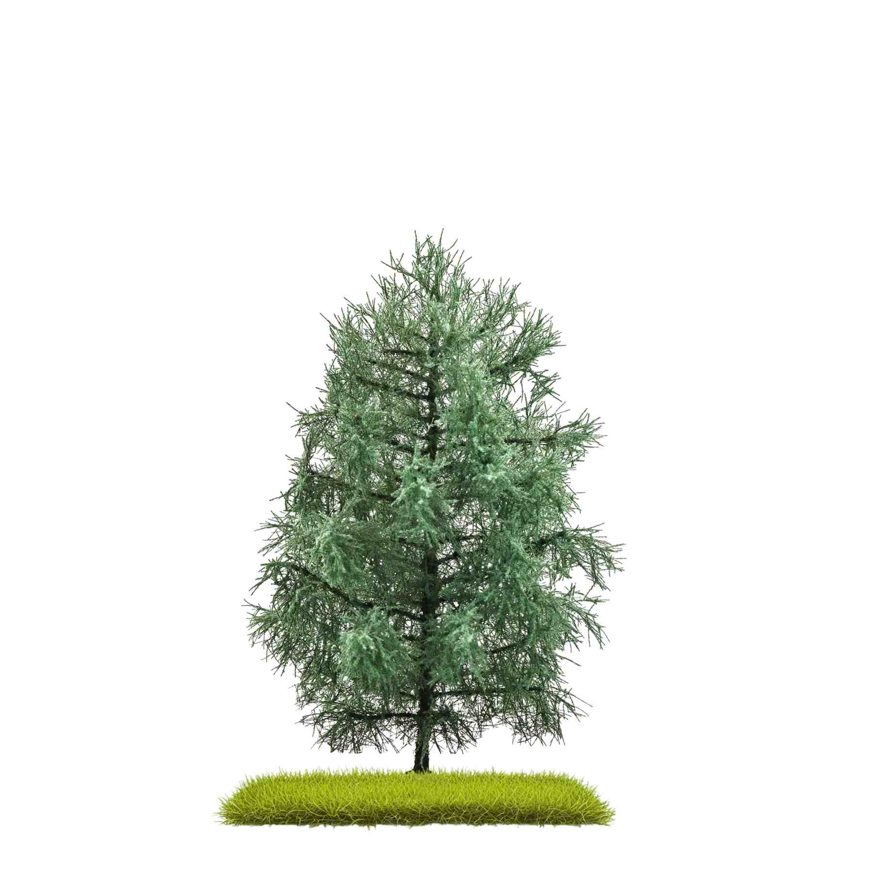 Tanne, 140 mm hoch