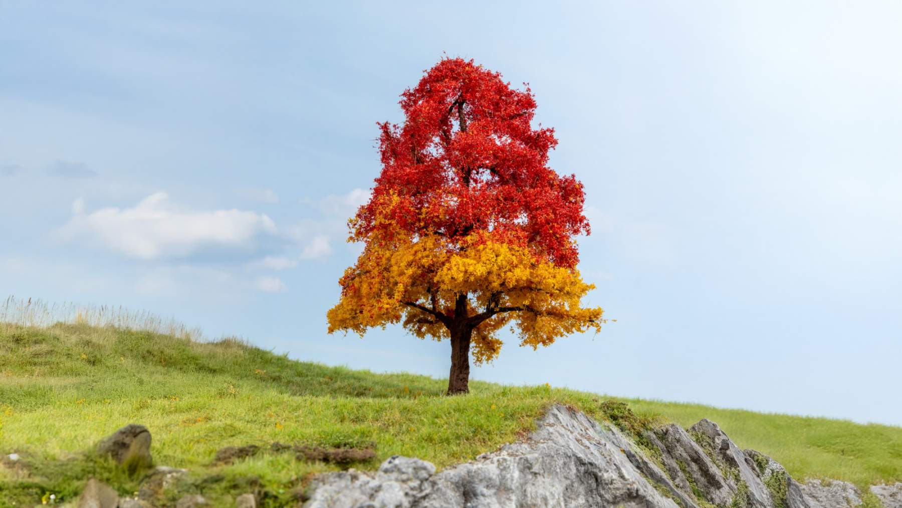 Eiche, herbstlich