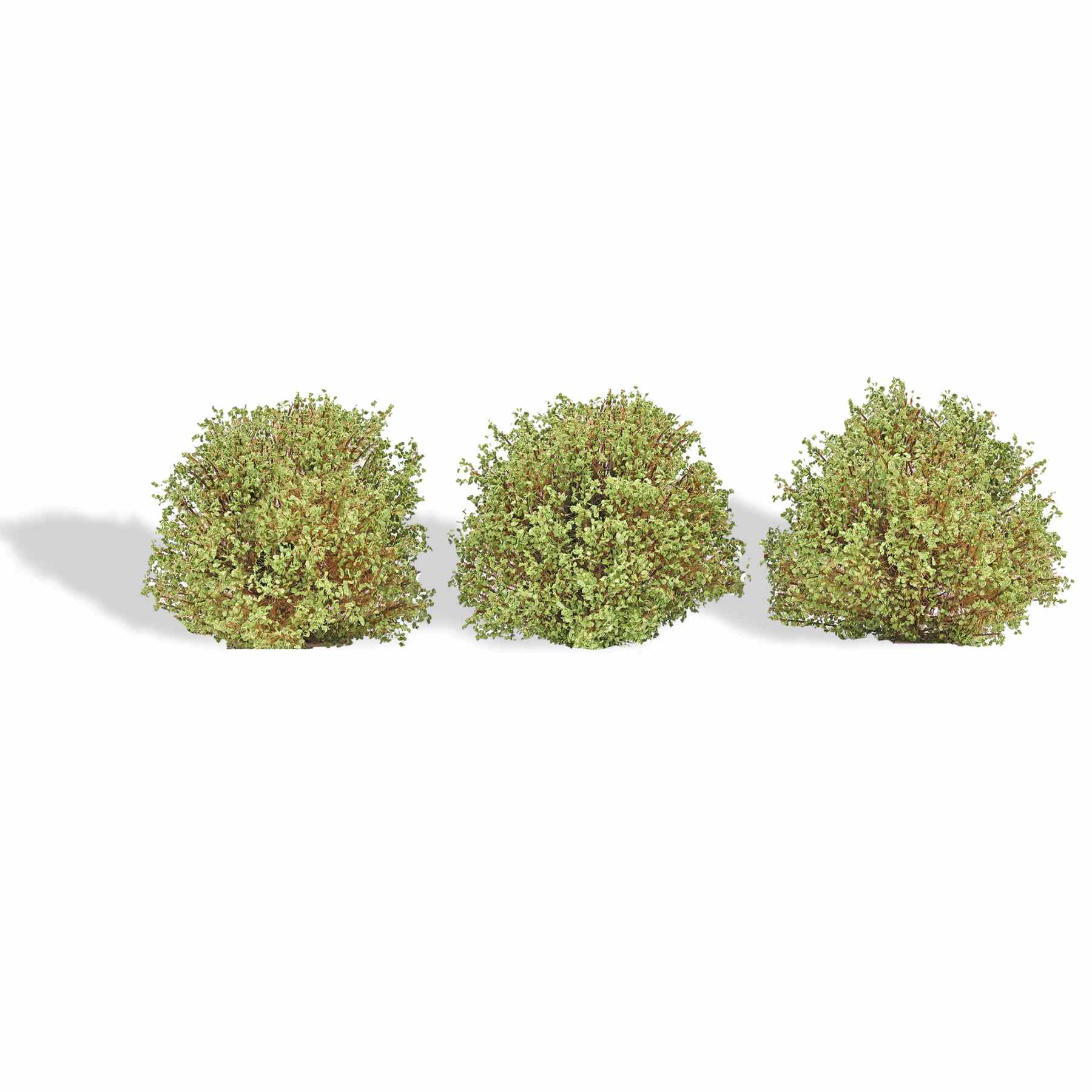 3 Büsche Frühling