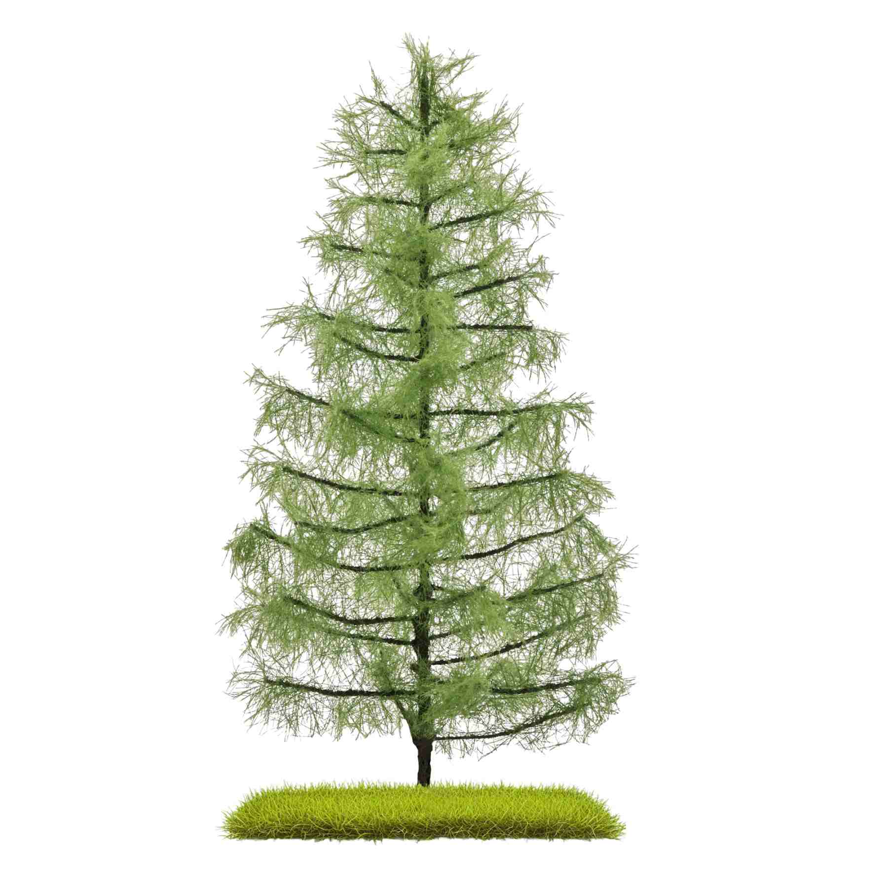 Lärche Sommer, 210 mm hoch