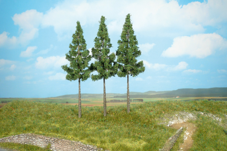 3 Hochstammfichten, 17 cm