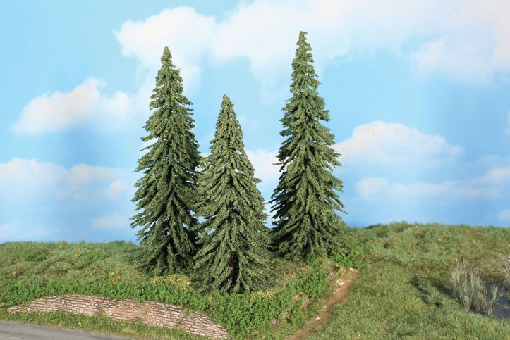 3 Wetterfichten 18-22 cm