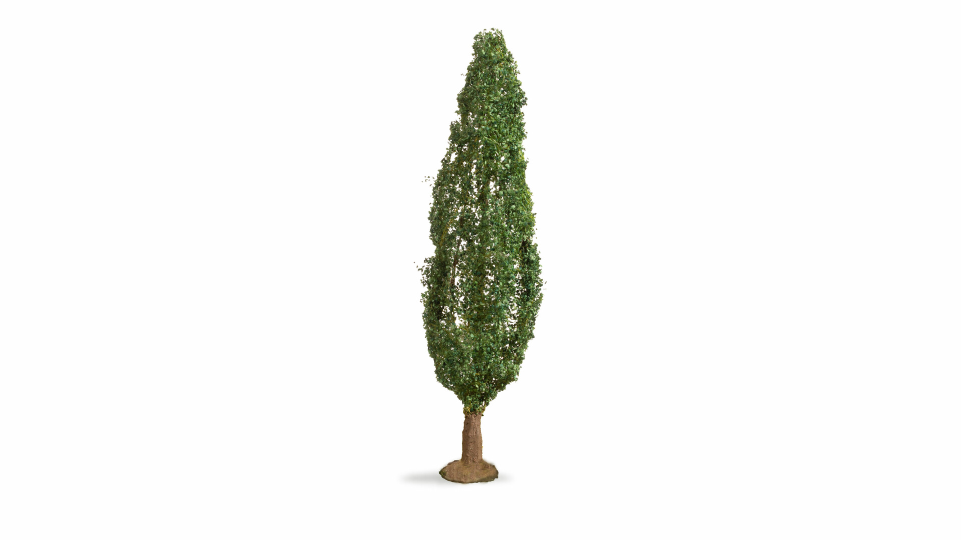 Pappel, 18 cm hoch