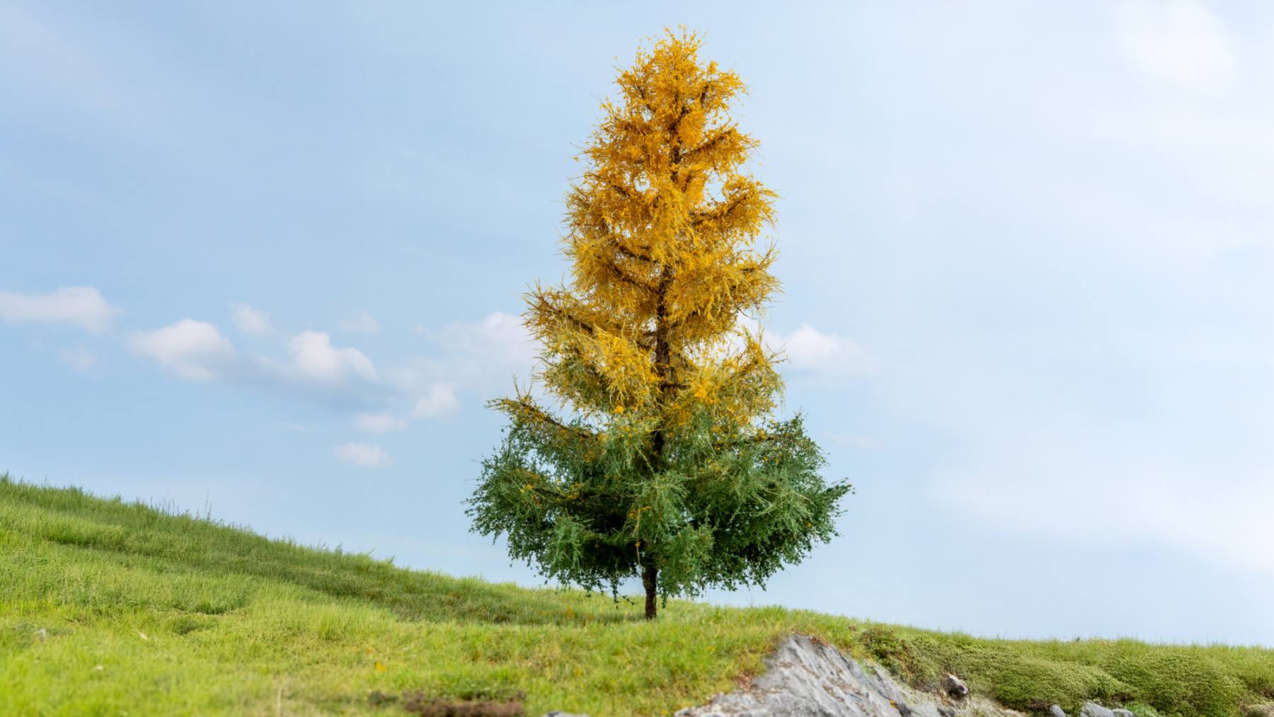 Lärche, herbstlich