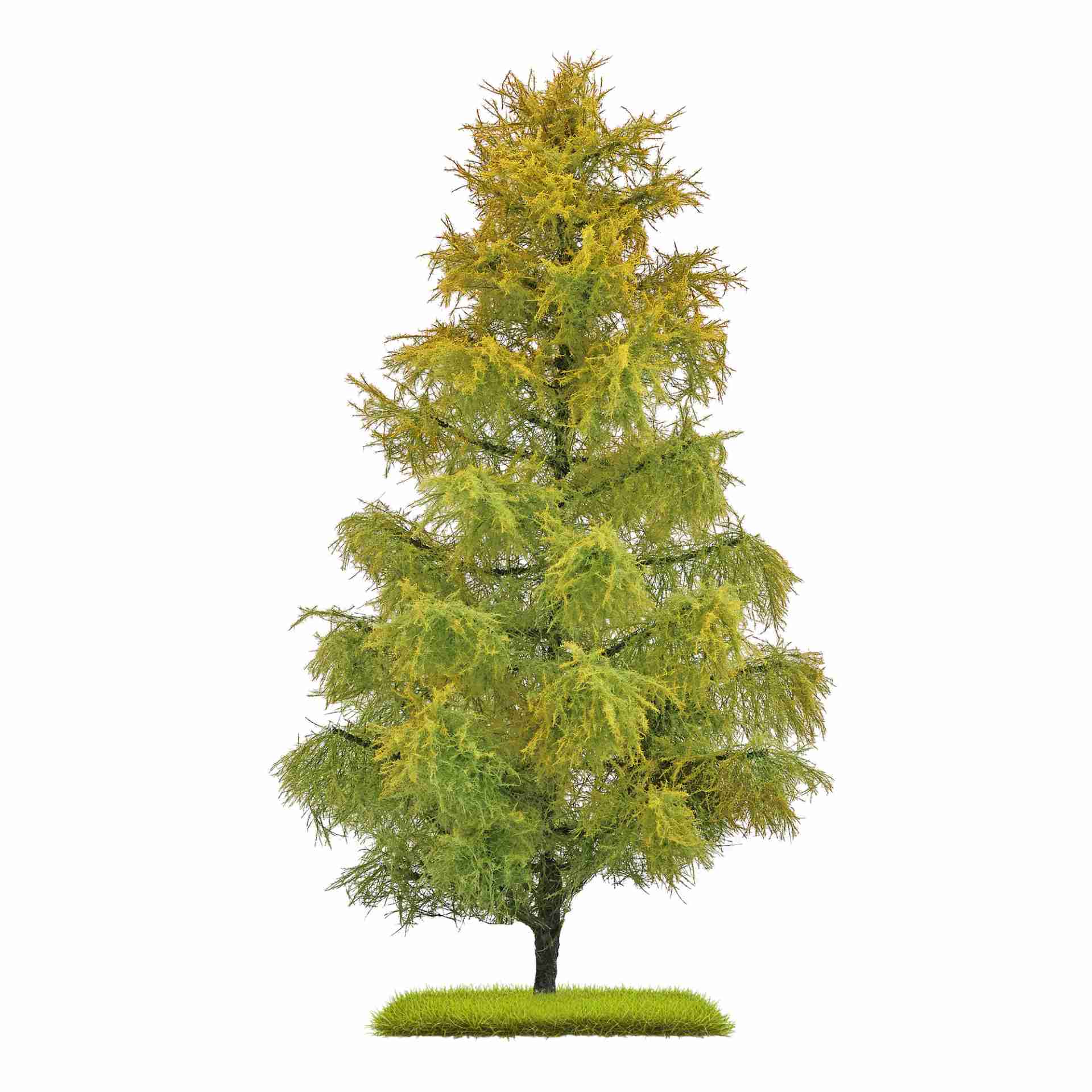 Lärche Spätsommer, 210 mm hoch