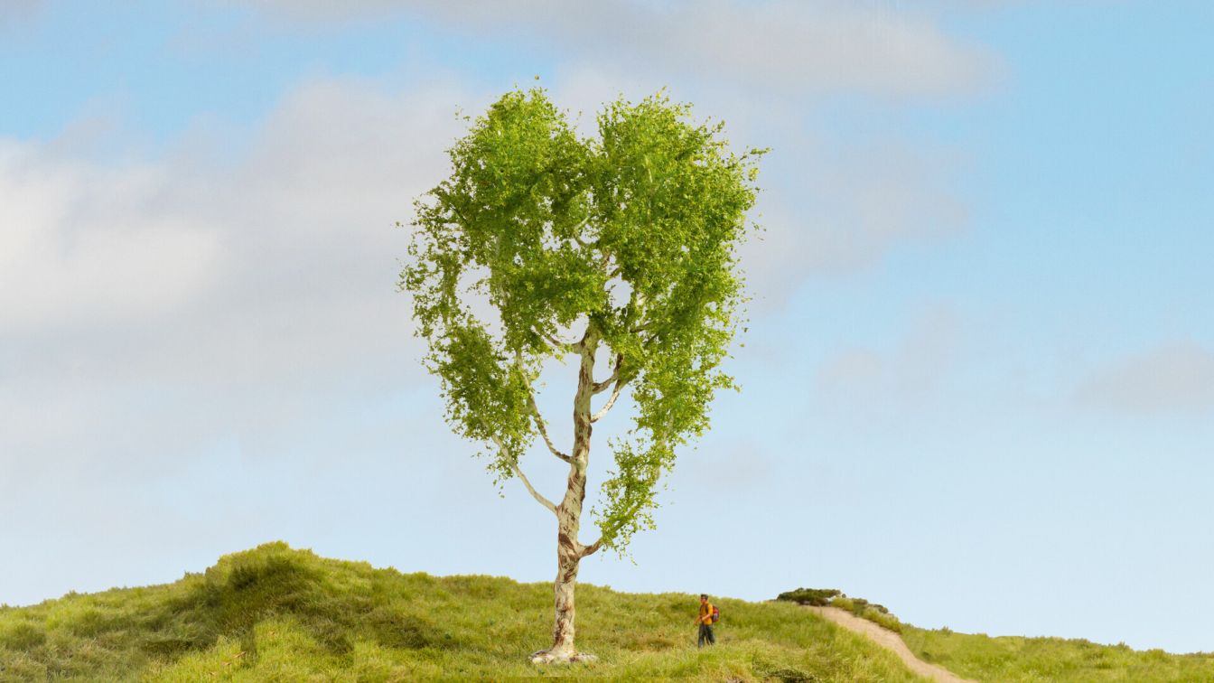 Moorbirke, 21 cm hoch